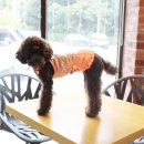 도그스101 이미지