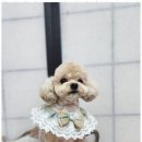 오늘도 예쁘개 이미지