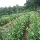 2016(병신년) 7월영농 이미지