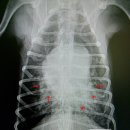 혜인종합 동물병원 이미지