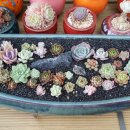 연화농장 이미지