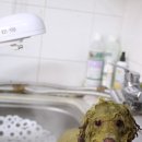 망고네 펫 살롱 이미지