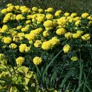 하나공원 이미지