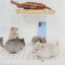 스몰펫하우스 이미지