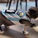 옷고르는고양이