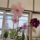 샛별농장 | 공간에 꽃을 피우다, 빅플라워 수업 후기