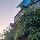 대나무집 민박 이미지