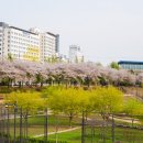 구로-고척-구로-871 | 서울 꽃구경 나들이 추천 안양천 벚꽃 실시간 서울 둘레길 6코스