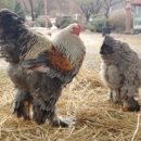 석원농장 이미지