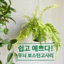 🌿 공간을 환하게 밝혀주는 무늬 보스턴 고사리 키우기｜초보자도 성공하는 관리 팁과 후기