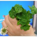 네잎클로버 이미지