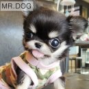 미스터도그 이미지