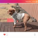 멋진강아지 이미지