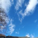 하늘담쟁이 이미지