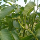 호두나무 이미지