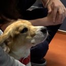 비글구조네트워크 동물메디컬센터 이미지