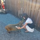 바라농장 | 대만 타이페이 여행3.이란여행 장메이 아마 농장. 시먼딩 맛집 우유훠거 지아펀. 소품샵