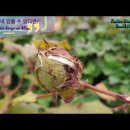 첫눈/나태주 이미지