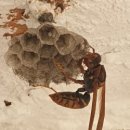 사랑해묘 이미지