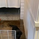 멍멍타요 이미지