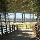 대숲 | 울산 가볼만한곳 태화강 국가정원, 십리대숲 후기