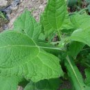 산내들농장 이미지