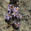 동강할미꽃마을 이미지