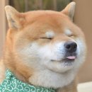 메롱