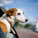 24시 산들산들 동물병원 이미지