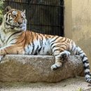 서울대공원 이미지