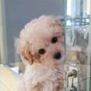 개네가 고양이네 이미지