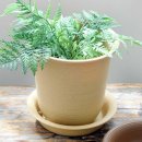 다올3호 이미지