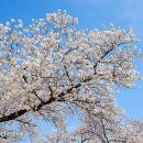 현재, 강릉 경포대 벚꽃은 만개 95% 이미지