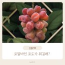 양양송이유통 | 국내 첫 유통! 로얄바인 포도란? 당도·식감·가격·효능 총정리