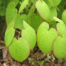 (주)우리생약 이미지