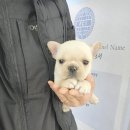 착한애견분양(원주점) 이미지