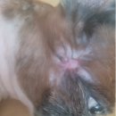 금샘동물병원 이미지