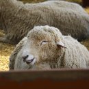 송정목장 이미지