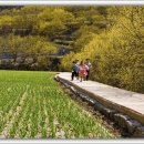 산수유피는마을 이미지