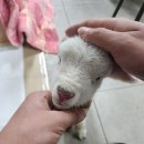 양지단비사슴농장 이미지