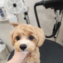 화려하개 이미지