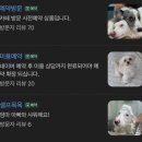 개꿀잼 애견카페 | 울산 개꿀잼 후기 / 울산애견카페 / 못키우는대신 보러가자~ 울산강아지목욕,미용