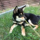 안녕, 펫 이미지