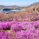은은한 연분홍 물결이 한가득"... 4월 전국 진달래 명소 BEST5 이미지