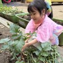 2025학년도 영아반 '깍두기 김장하기' 쿠킹데이 사후평가 부탁드립니다. 이미지