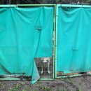 개소리펫샵 | 실현! 소모임 어플 통해서 유기견 보호소 봉사 다녀 온 후기 &#34;포천 배우 이용녀 선생님 유기견보호소&#34;