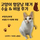 꾸꾸범어점 | 고양이 항문낭파열 재발 후 항문낭 제거 수술 후기 + 비용 (내돈내산)