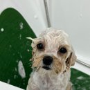 디어마이모모 이미지