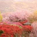 완산-80 이미지