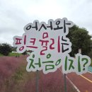 하천(금강) | 대전 핑크뮬리 명소 :: 금강로하스 핑크뮬리 하천생태공원 지금이야!